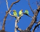Little Lorikeet (Glossopsitta pusilla)