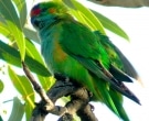 lori-coronipurpura-2
