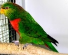 Lori-Montano-Chico-(2)
