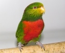 Lori-Montano-Chico-(3)