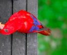 lori-rojo-1