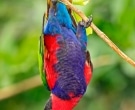 lori-tricolor-1