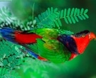 lori-tricolor-4