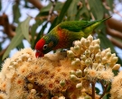 Lori-Versicolor-(2)