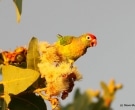 Lori-Versicolor-(3)