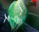 Lori-Versicolor-(5)