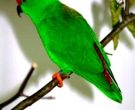 Loriculo-de-Celebes-(3)