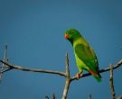 Loriculo-Vernal-(2)