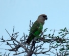 Lorito-Cabecipardo-(3)