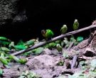 Lorito-Carinaranja-(5)