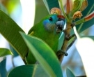 Female-C.-d.-macleayana-(4)