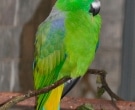 Lorito-momoto-de-Buru-(2).jpg
