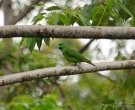 Lorito-momoto-de-Buru-(4).jpg