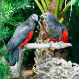 Loro-Aguileno-3