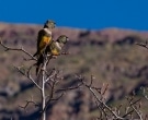 Loro-Barranquero-(3)