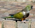 Loro-Barranquero-(5)