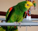 Loro-Cabeza-Amarilla-(4)