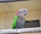 loro-cacique-4