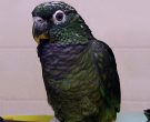 Loro-Choclero-(3)