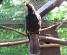 Loro-Negro-(5)