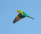 Loro-Picogordo-(5).jpg