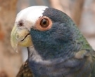 Loro-Senil-(4)