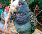 Loro-Senil-(5)