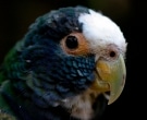 Loro-Senil-(6)