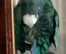 Loro-Senil-(7)