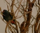 Loro-Senil-(8)