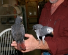 Loro-Timneh-(2)