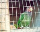 Loro-tumultuoso-(2)