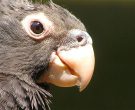 Loro-Vasa-(4)