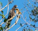 Loro-Vasa-(5)