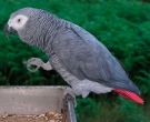 Loro-Yaco-(2)