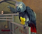 Loro-Yaco-(6)