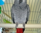 Loro-Yaco-(9)