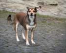 Lundehund-3