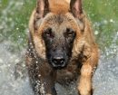 Malinois