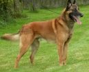 Malinois