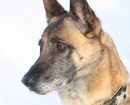 Malinois