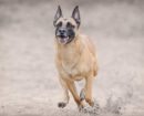 Malinois