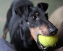 Manchester Terrier