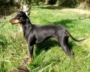 Manchester Terrier