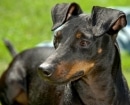 Manchester Terrier