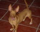 Maneto