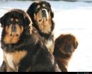 Mastín Tibetano
