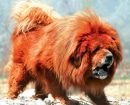 Mastín Tibetano