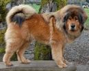 Mastín Tibetano