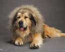 Mastín Tibetano